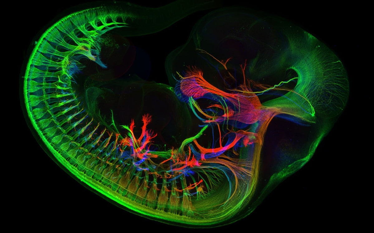 Neuroscience