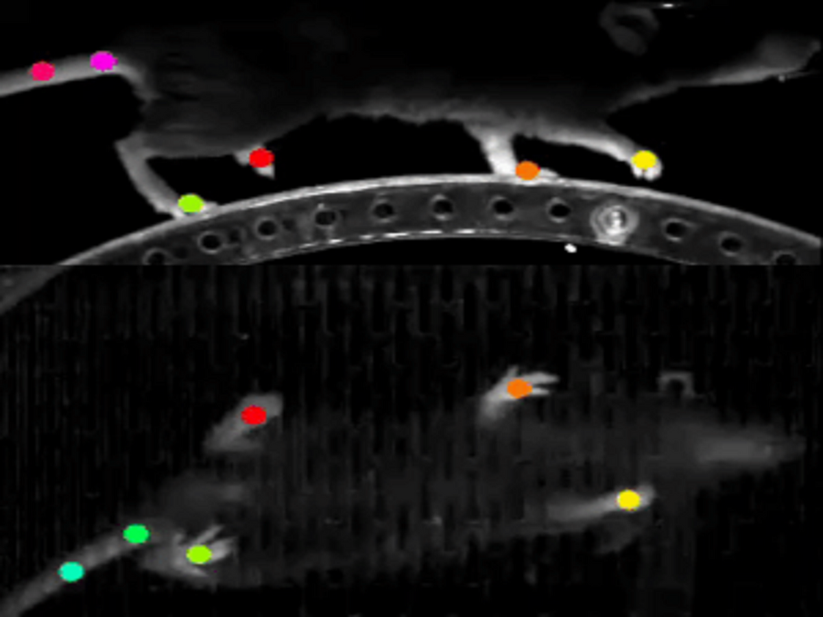 Mouse walking on a wheel