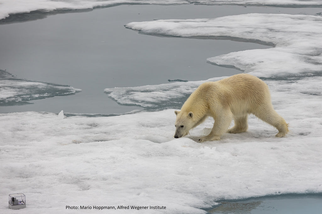 Polar bear eyeing openMetBuoy d on Arctic sea ice in July 2022 during RV Polarstern cruise PS131