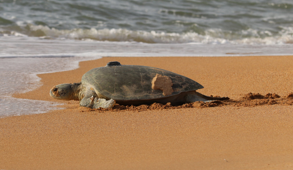 a sea turtle crawling towards the sea