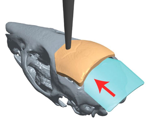 A diagram showing the placement of the Crystal Skull glass on a mouse head, indicating the location of the dorsal cranium replacement.