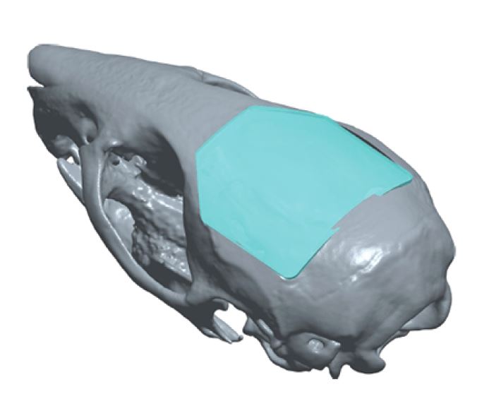 Crystal Skull - One Million Neurons (Pack of 50)