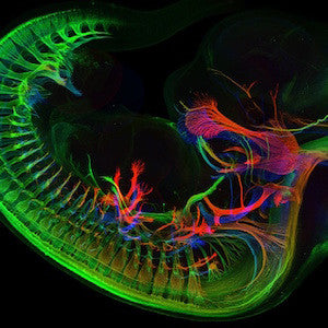 Neuroscience